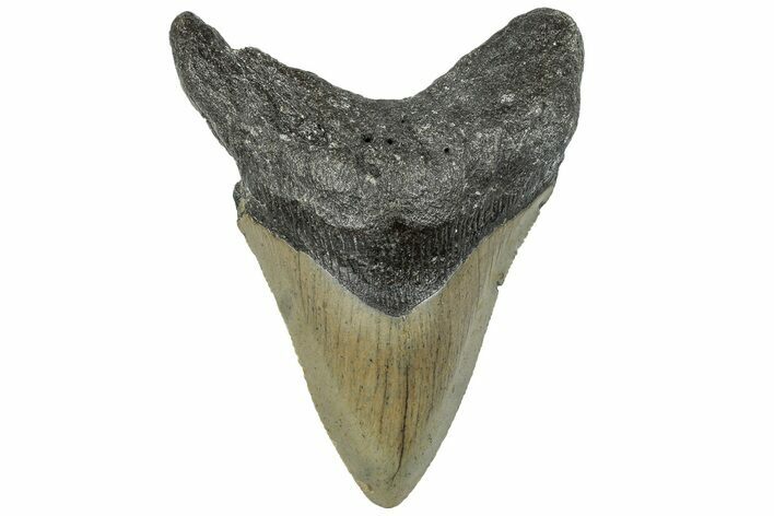 Fossil Megalodon Tooth - North Carolina #295233